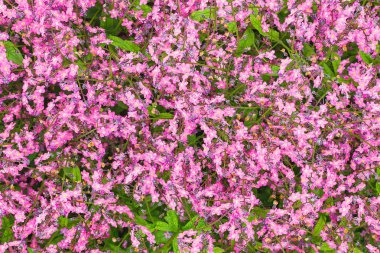 Küçük mor çiçeklerle gür çiçeklenme Myosotis