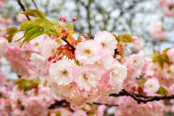 Nahaufnahme von rosa Sakura üppig blühend an einem bewölkten Frühlingstag. — Stockfoto