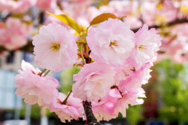 Güneşli bahar gününde sakura ağacının yemyeşil pembe çiçeklenme.