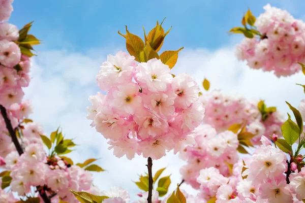 Inflorescência rosa exuberante de árvore de cereja contra um céu azul . — Fotografia de Stock