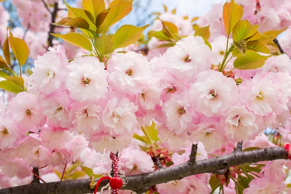 Blízkina růžového Sakura svěží kvetoucí vegetací za slunečného jarního dne. — Stock fotografie