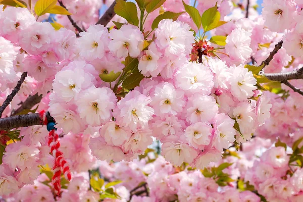 Sakura träd med frodig blommande på soliga vårdagen. — Stockfoto