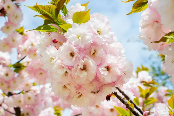 Rozkvetení růžového třešně proti modré obloze. Sakurská větev w — Stock fotografie