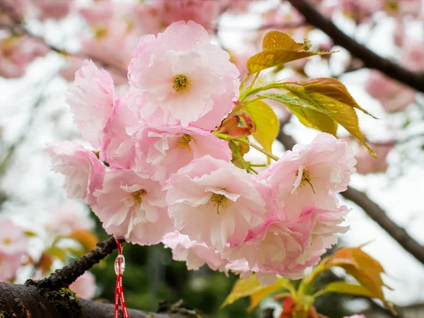 Blízký růžovou Sakura křehký, s kapkami deště — Stock fotografie