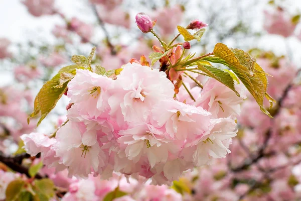 Close-up de rosa sakura exuberante flor com gotas de chuva — Fotografia de Stock