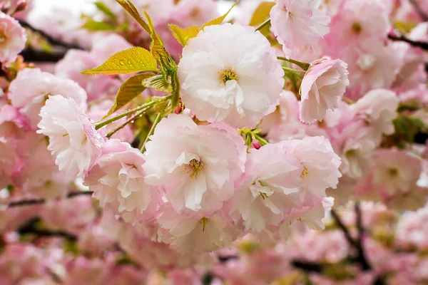 Křehká Sakura křehkého květenství s dešťovou kapkou za jarní den — Stock fotografie