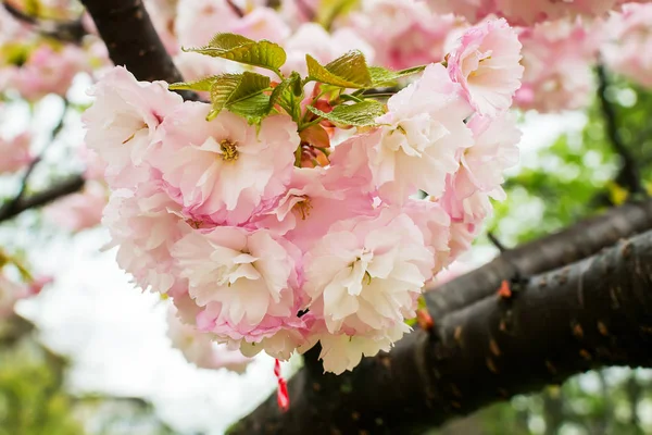 Рожеві сакура тендітні суцвіття з краплями дощу в дощовий день — стокове фото