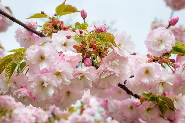 Saftig rosa Sakura blüht an einem regnerischen Frühlingstag. Kirschzweig w — Stockfoto