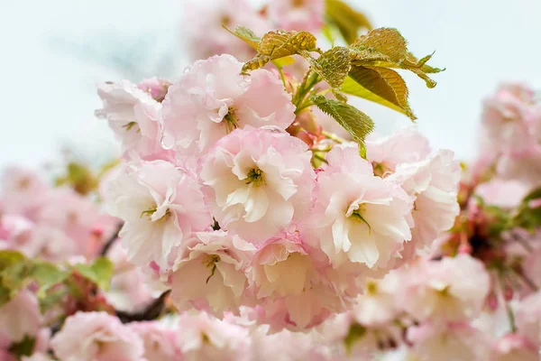 Nahaufnahme einer rosa Sakura-Blüte mit Regentropfen an einem Frühlingstag — Stockfoto