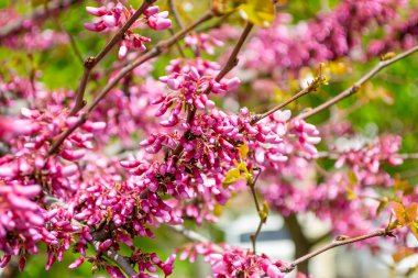 Cercis canadensis güzel bahar çiçek. Birçok küçük pembe çiçekler ile doğu redbud ağacının bir dalı.