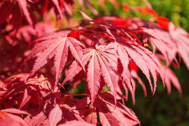 Kırmızı bir Japon akçaağaç veya Acer japonicum güzel yaprakları