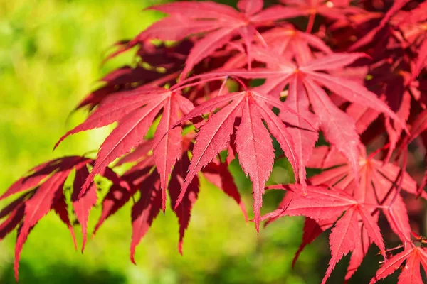Bir Japon akçaağaç veya Acer japonicum güzel kırmızı yaprakları