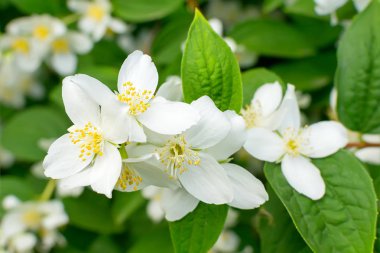 Sarı polen ile beyaz yasemin çiçekleri ve stamens yakın çekim
