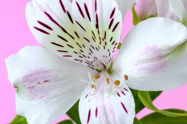 Alstroemeria veya Perulu zambak beyaz çiçek yakın çekim