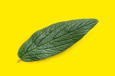 Damarların bir sürü tüm Viburnum rhytidophyllum yeşil yaprak