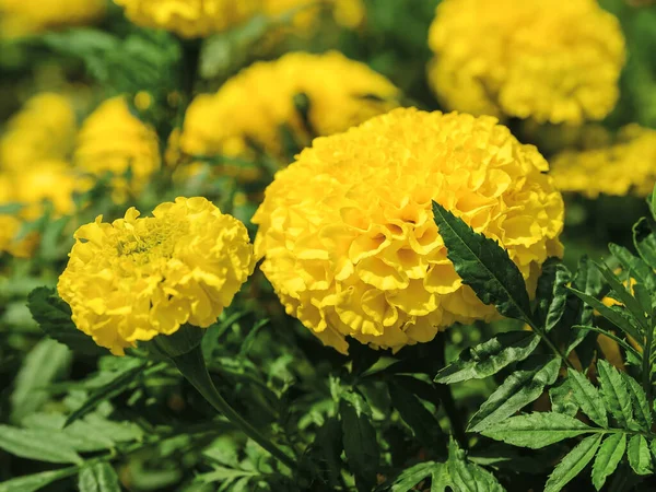 Sárga Virágzó Körömvirág Zöld Levelekkel Egy Napos Nyári Napon Szerény — Stock Fotó