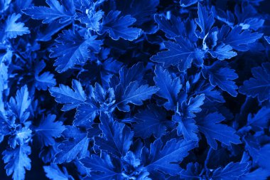 Kasımpatı yeşilliği, 2020 yılının klasik mavi trend rengine sahipti. Geçmişi ve dokusu. Üst görünüm.