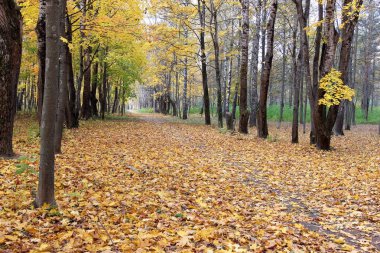 Ormanda düşen sarı yapraklar ile sonbahar
