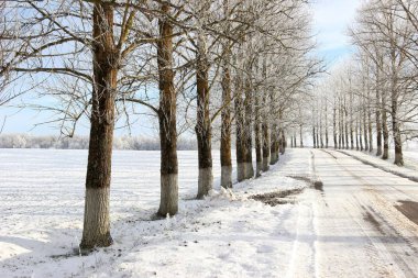 Bir güneşli kış gün ağaçlarda kar
