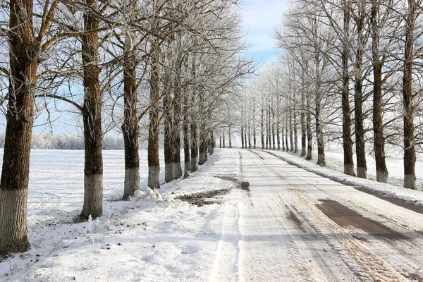 Einem Sonnigen Wintertag Bäume Schnee — Stockfoto