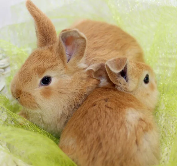 Kaninchen Korb — Stockfoto