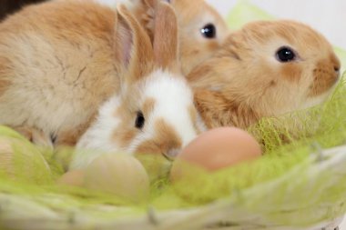 Sepet içinde üç tavşan