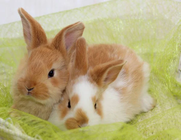 Zwei Hasen Einem Korb — Stockfoto