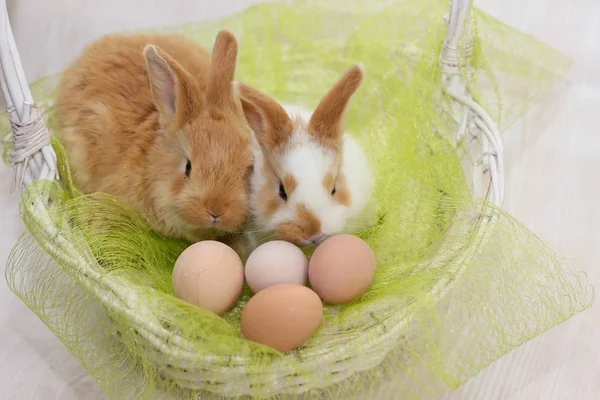 Zwei Hasen Einem Korb — Stockfoto