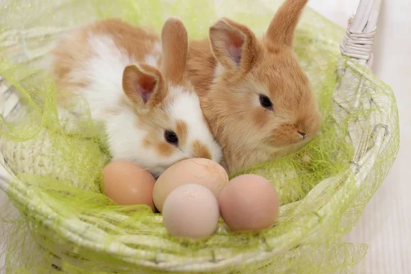 Zwei Hasen Einem Korb — Stockfoto