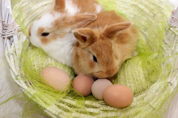 Zwei Hasen Einem Korb — Stockfoto