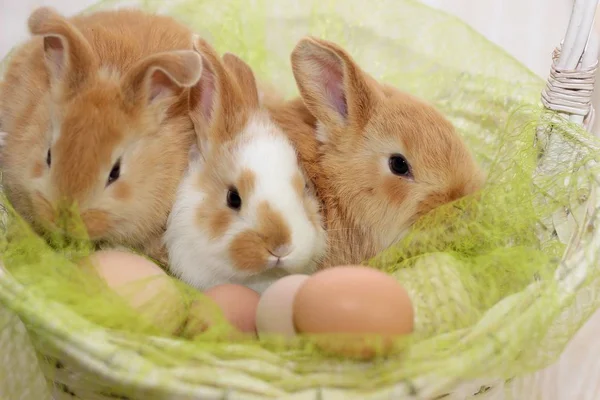 Drei Kaninchen Einem Korb — Stockfoto