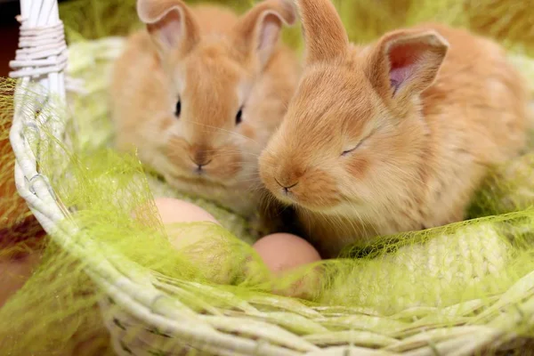 Rote Kaninchen Einem Korb — Stockfoto