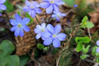ormandaki mavi kardelen