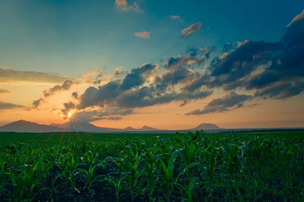 Coucher de soleil sur le champ de maïs — Photo