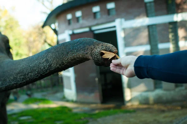 Belgrad Hayvanat Bahçesi, Belgrad, 2018 'de fil yiyen yapraklar