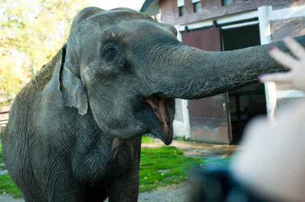 Fil Belgrad Hayvanat Bahçesi, Belgrad, 2018 'de insanlarla oynuyor