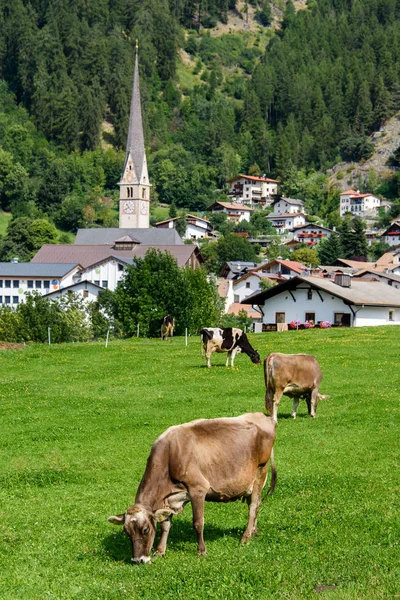 Vacca Pascolo Davanti Alla Chiesa Del Paese Burgeis Vinschgau Alto — Foto Stock