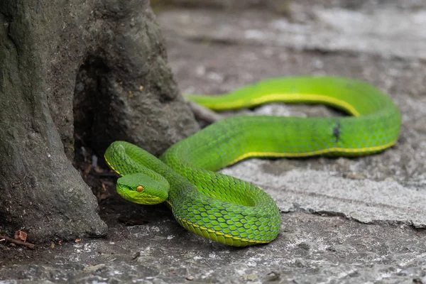 Foto de Cobra Azul Com Veneno Mortal e mais fotos de stock de Verde -  Descrição de Cor - Verde - Descrição de Cor, Cobra, Grama - iStock