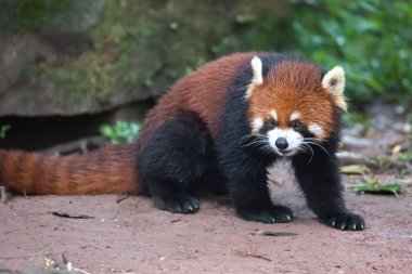 Red Panda Chengdu Panda Merkezi