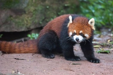 Red Panda in Panda Center of Chengdu clipart