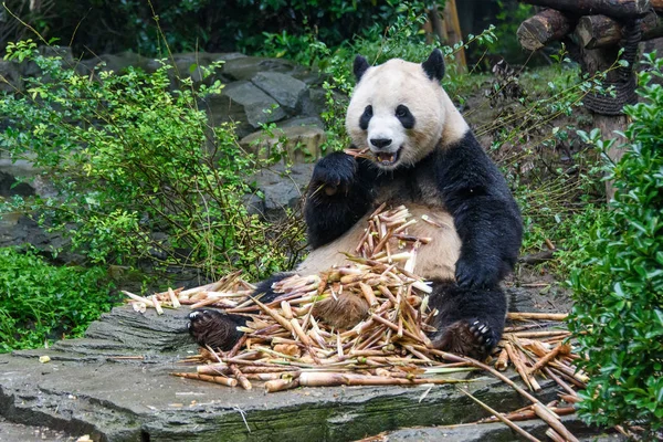 Panda Bear eating Bamboo in Panda Center of Chengdu