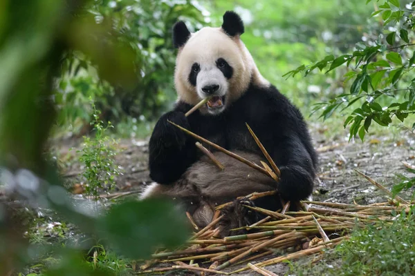 Panda Bear eating Bamboo in Panda Center of Chengdu