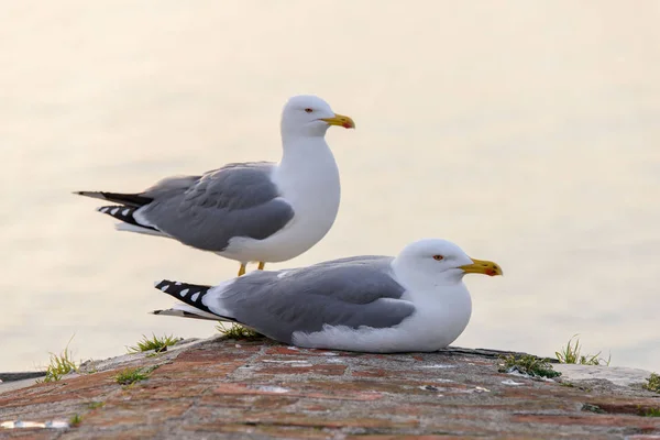 Casal de gaivotas em um telhado — Fotografia de Stock