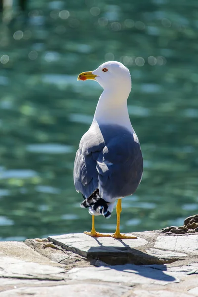 Yellow legged Gull — Stock Photo, Image
