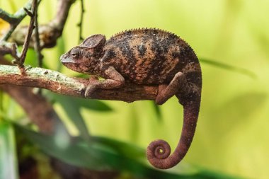 Madagaskar dev bukalemun