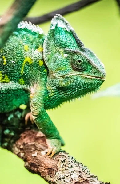 Verschleiertes Chamäleon — Stockfoto