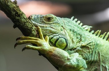 Yeşil iguana