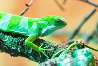 Fiji şeritli iguana