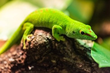 Madagaskar dev gün gecko