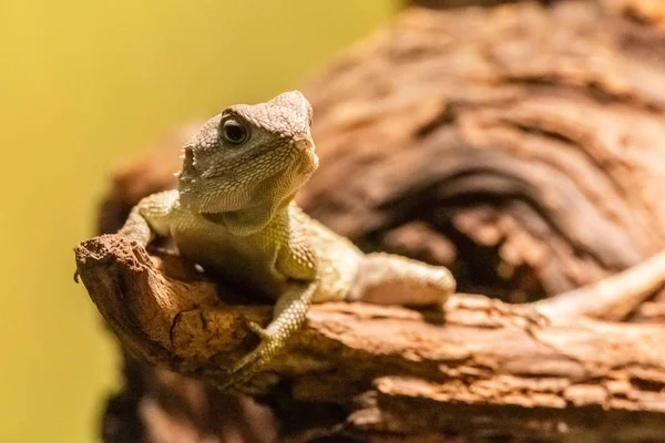 Siyah boyunlu agama — Stok fotoğraf